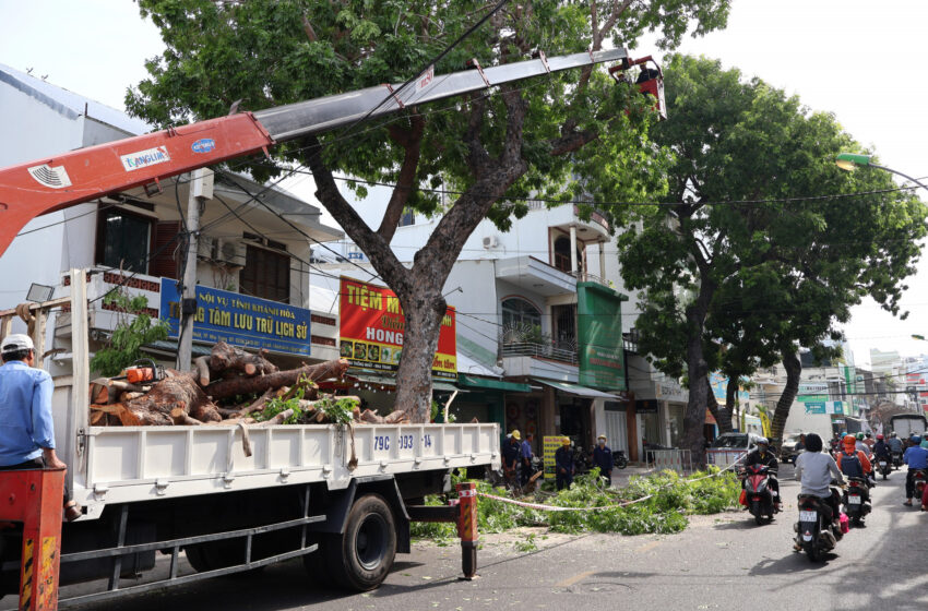  Cắt tỉa cây xanh trước mùa mưa bão